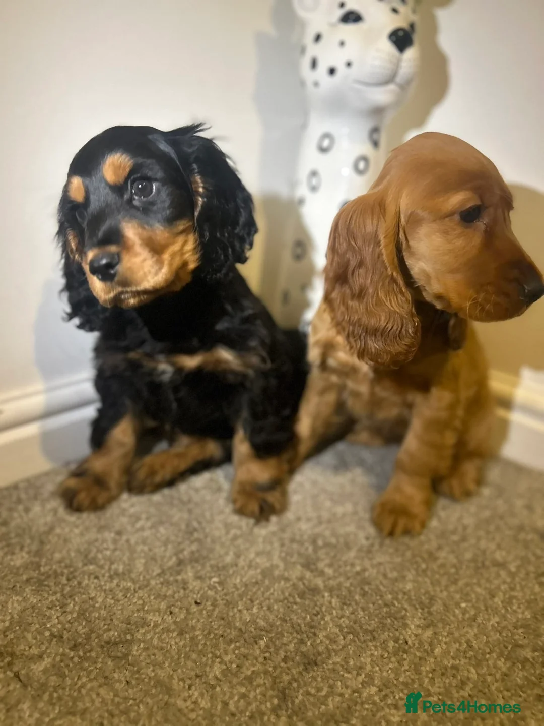 Cocker Spaniel dogs for sale: Three Cocker spaniels- Homes to pet homes only - Advert 1