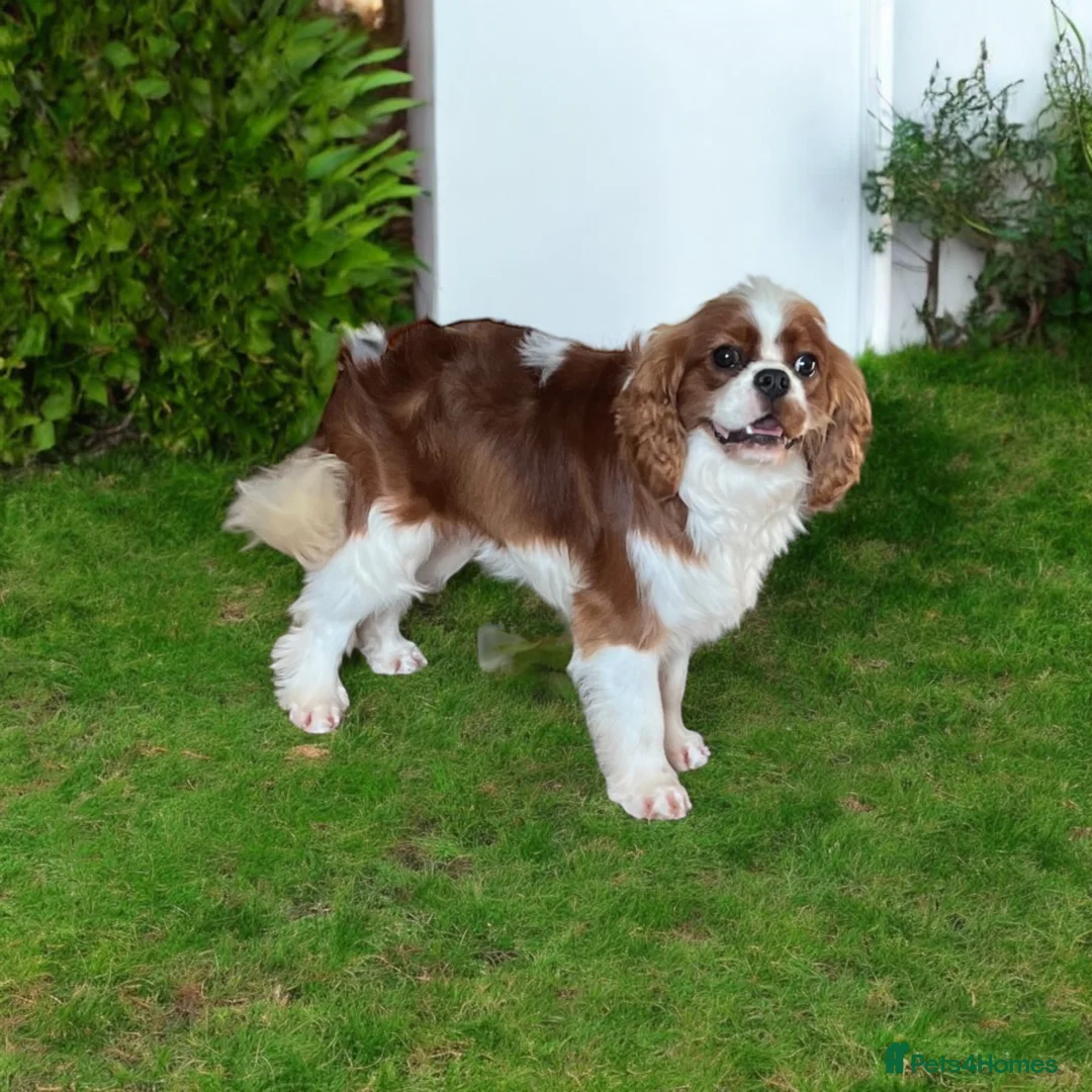 Cavalier King Charles Spaniel dogs for stud: Merlesque 5⭐️ cavalier stud DNA/Heart/Eye tests in Birmingham - Advert 3