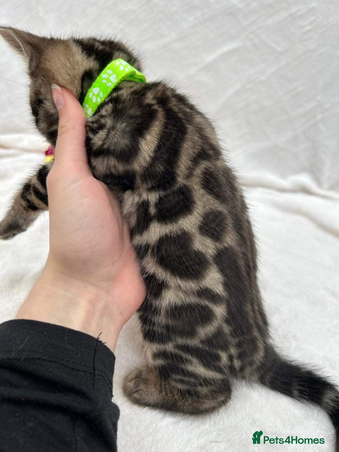 Bengal cats for sale: ❤️ GORGEOUS PURE BENGAL KITTENS ❤️ - Image 15