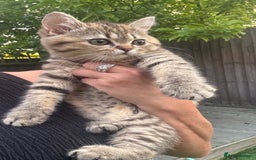 Brazilian Shorthair cats for sale: Last 2 gold tabby left ****READY TO GO ***** - Image 3