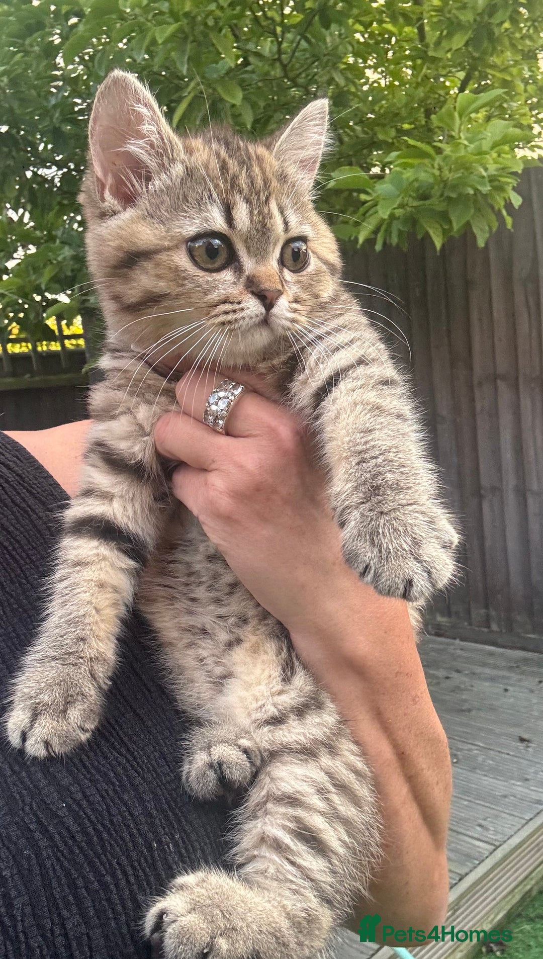 Brazilian Shorthair cats for sale: Last 2 gold tabby left ****READY TO GO ***** - Image 3