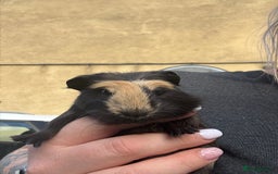 Guinea Pig rodents for sale: Two baby boy guinea pigs looking for a new home  - Image 9