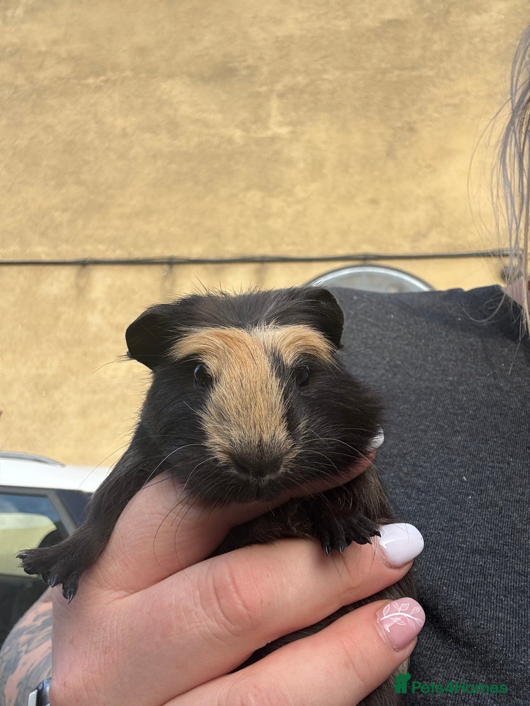 Guinea Pig rodents for sale: Two baby boy guinea pigs looking for a new home  - Image 9