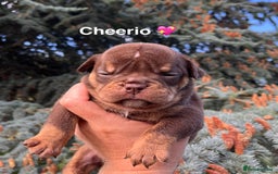 Olde English Bulldogge dogs for sale: RAINBOW OLD ENGLISH LITTER !!! - Image 19