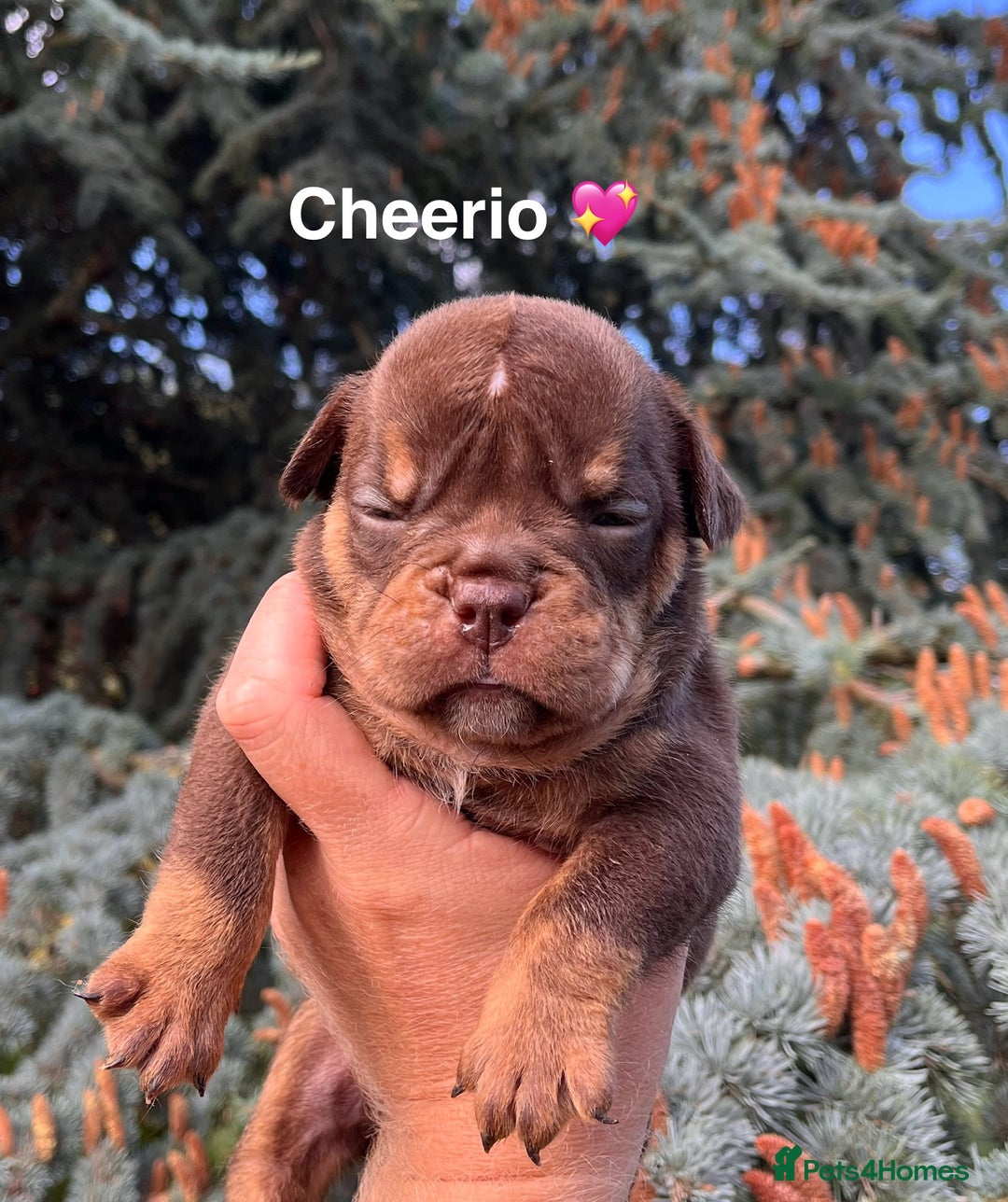 Olde English Bulldogge dogs for sale: RAINBOW OLD ENGLISH LITTER !!! - Image 19
