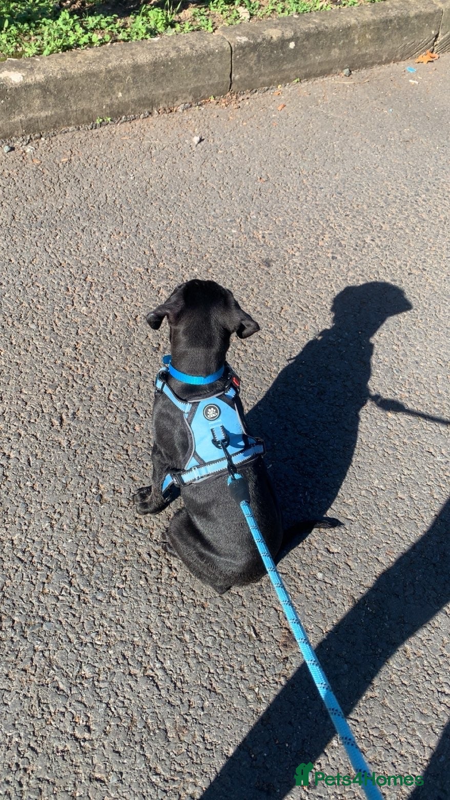 Mixed Breed dogs Doberman cross lab  - Advert 1