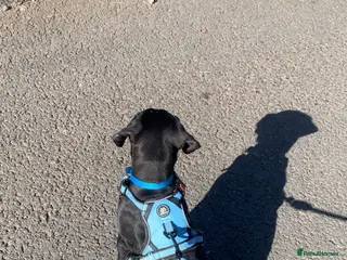 Mixed Breed dogs Doberman cross lab - Advert 1