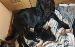 Mixed Breed dogs for sale: Sprocker cross blue staffy puppies for sale  - Image 14