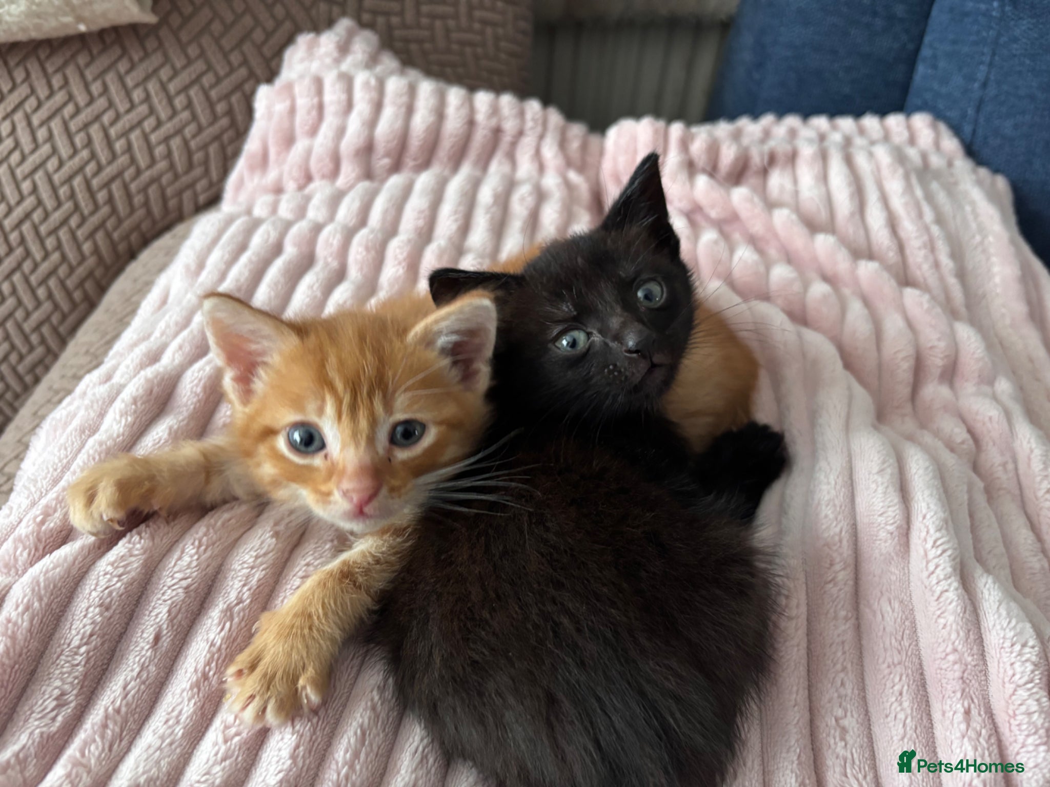 Mixed Breed cats Kittens - Advert 18