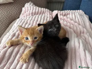 Mixed Breed cats Kittens - Advert 1