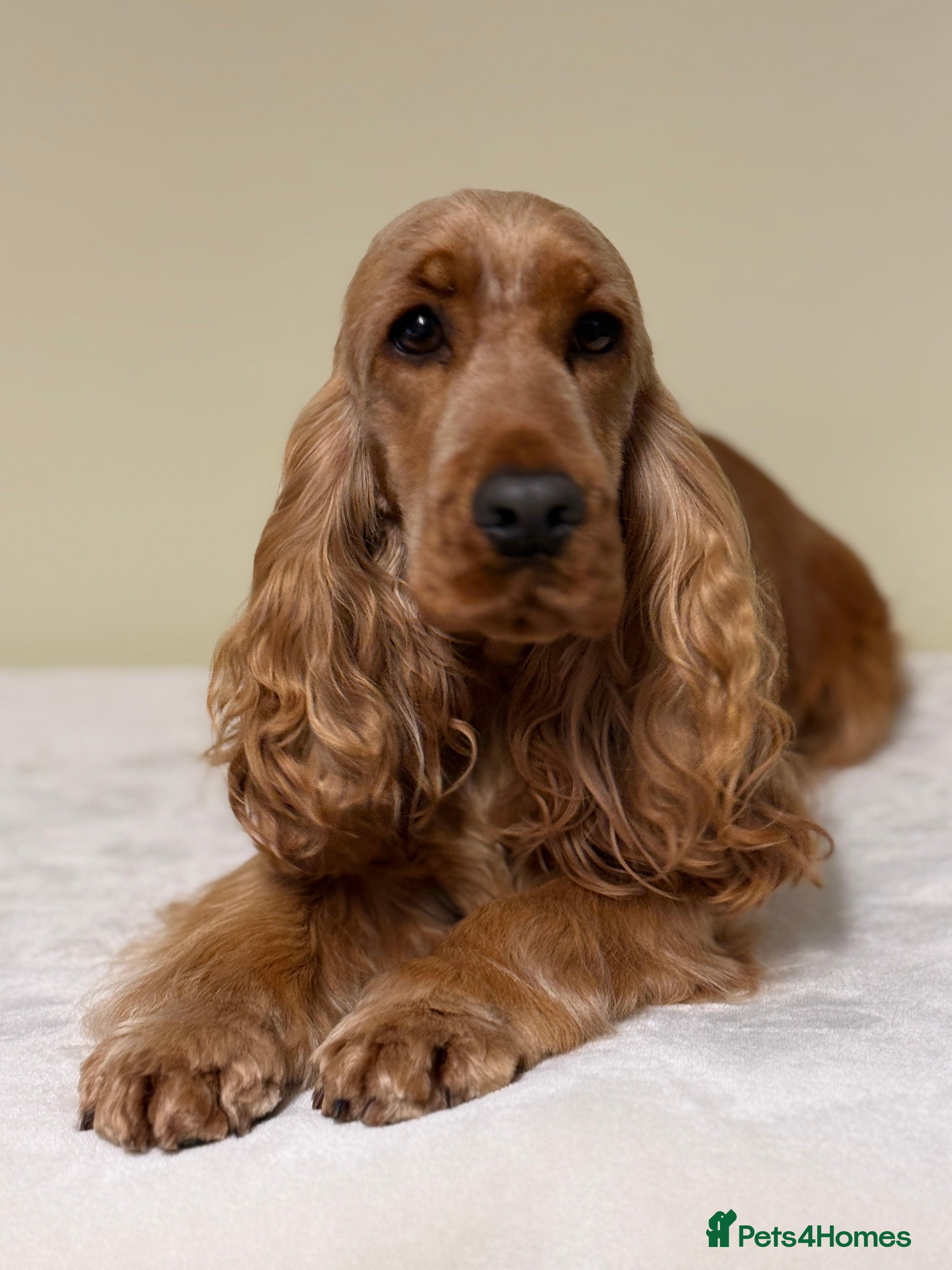 Cocker Spaniel dogs THE Adorable Chaka Khan - Advert 1