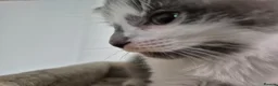 Russian Blue cats for sale: Female Russian Blue X  in Bedford - Advert 6