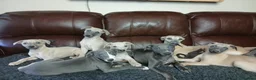 Whippet dogs for sale: High Quality Whippet pups Crufts - Advert 36