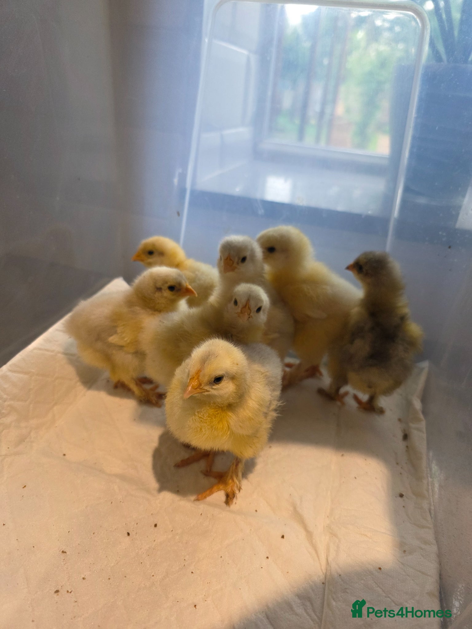Chickens poultry for sale: 7 x LF white cochin chicks - Advert 1