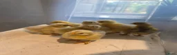 Chickens poultry for sale: 7 x LF white cochin chicks - Advert 1