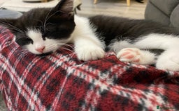 British Shorthair cats for sale: Kittens  - Image 1