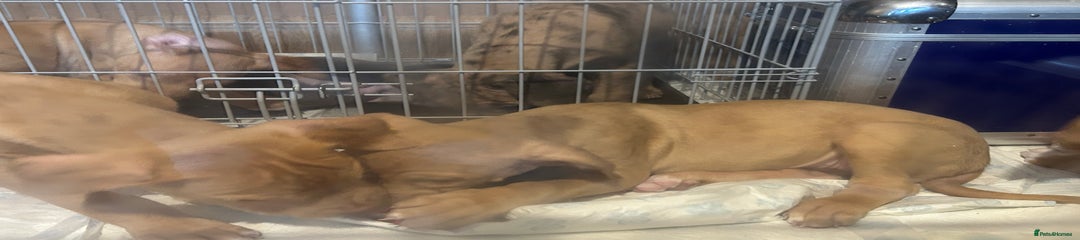 Simba - Mastiff Puppy 2