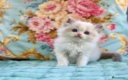 Ragdoll cats for sale: 3 blue bicolour boys  - Image 6