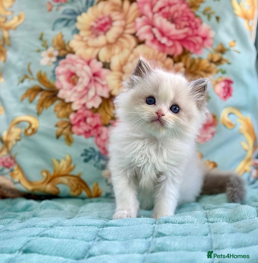 Ragdoll cats for sale: 3 blue bicolour boys  - Image 6