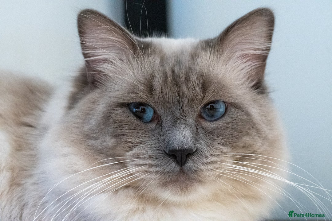 Ragdoll cats for sale: Ready Now GCCF Ragdoll Kittens Irresistibly Cuddly - Image 27