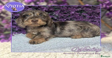 Miniature Dachshund dogs - Advert 5