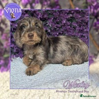Miniature Dachshund dogs - Advert 1