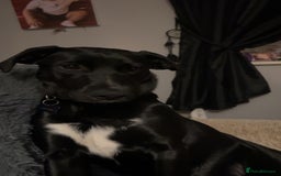 Mixed Breed dogs for sale: 8 month old female puppy - Image 2