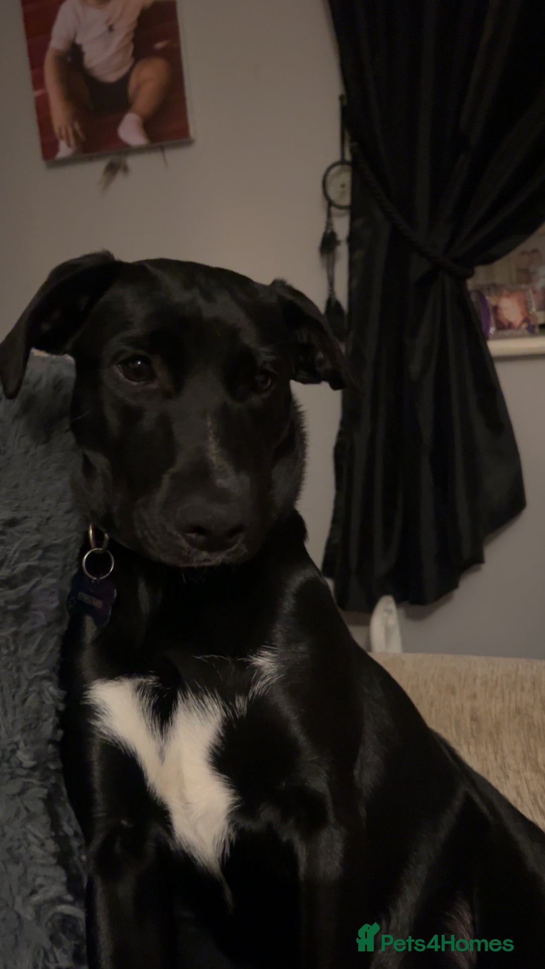 Mixed Breed dogs for sale: 8 month old female puppy - Image 2