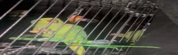Ringnecks birds for sale: Indian ringneck for sale  - Advert 9