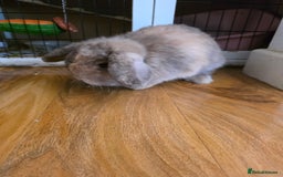Mini Lop rabbits for sale: Two female bunnies - Image 2