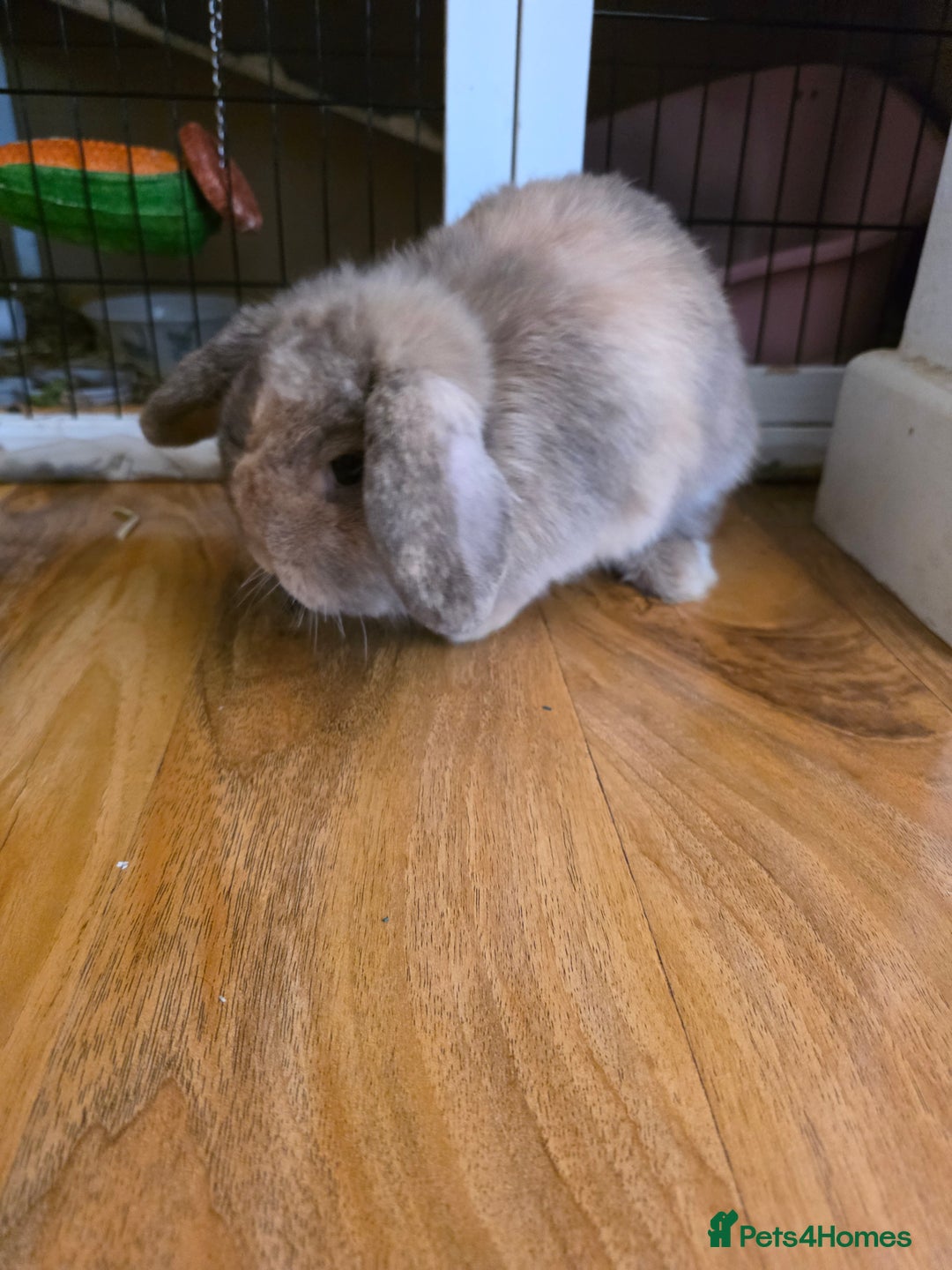 Mini Lop rabbits for sale: Two female bunnies - Image 2