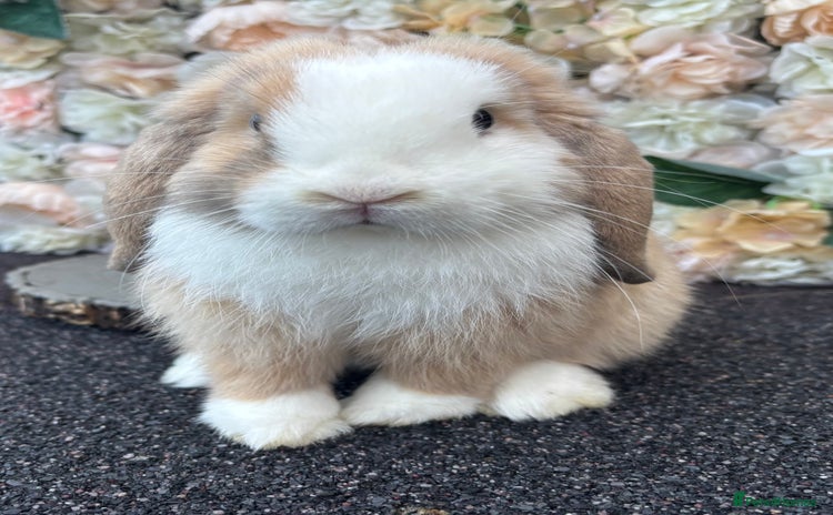 Mini Lop rabbits - Advert 3