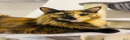 Maine Coon cats for sale: Beautiful Maine coon kittens  - Advert 3
