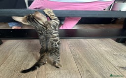 Bengal cats for sale: Stunning Bengal kittens - Image 10