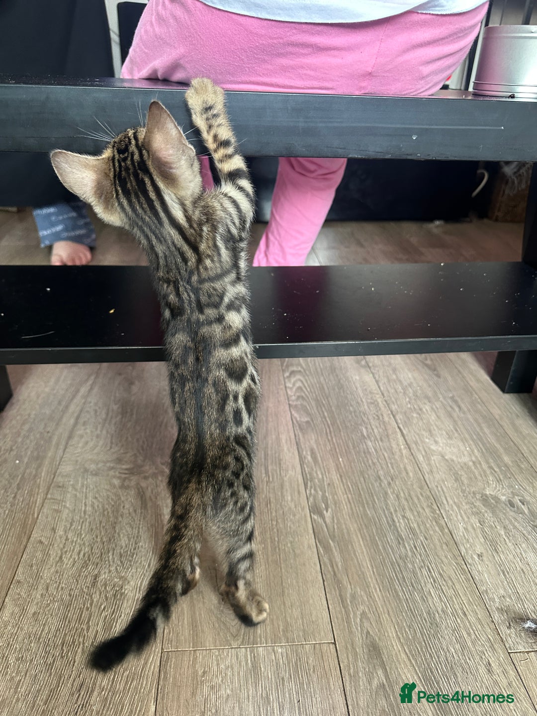 Bengal cats for sale: Stunning Bengal kittens - Image 10