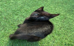 Bengal cats for sale: Gorgeous Bengal X Kittens!! Price Reduced!! - Image 35