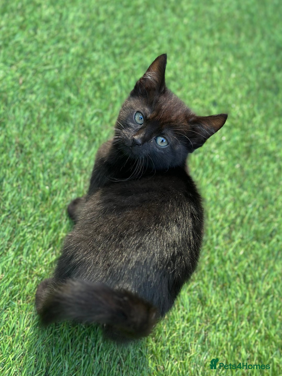 Bengal cats for sale: Gorgeous Bengal X Kittens!! Price Reduced!! - Image 35