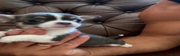 Chihuahua dogs for sale: 3 beautiful chihuahua pups - Advert 6