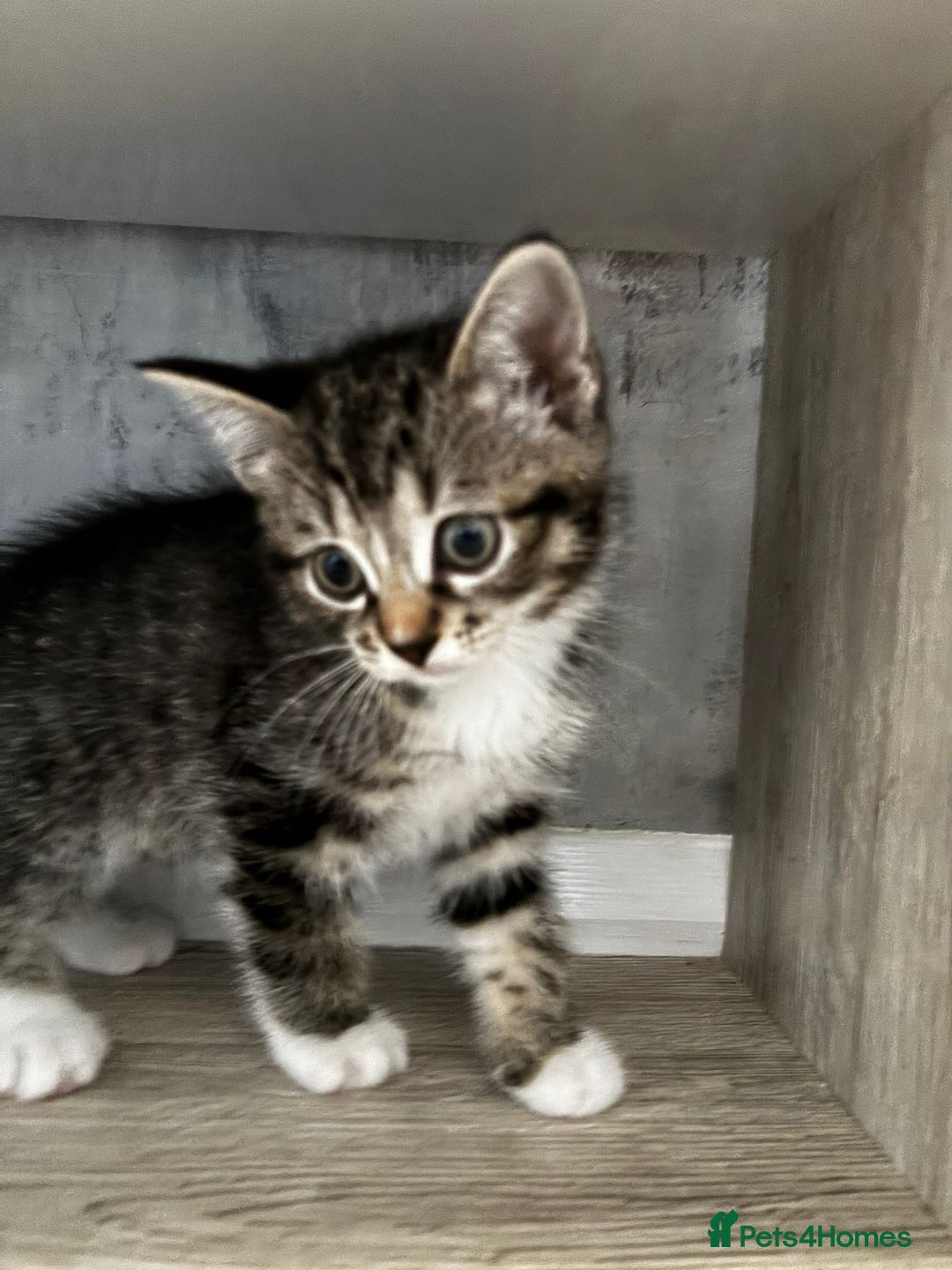 Mixed Breed cats for sale: 2 girls and 2 boys  - Advert 12