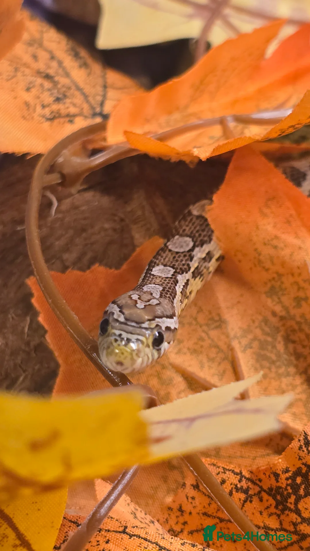 Corn Snake reptiles for sale: 11 Month Anery Corn Snake, Full Viv Setup - Advert 2