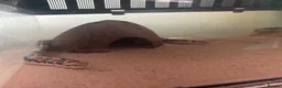 Boa Snake reptiles for sale: Kenyan Sand Boa Snake  in Weymouth - Advert 4