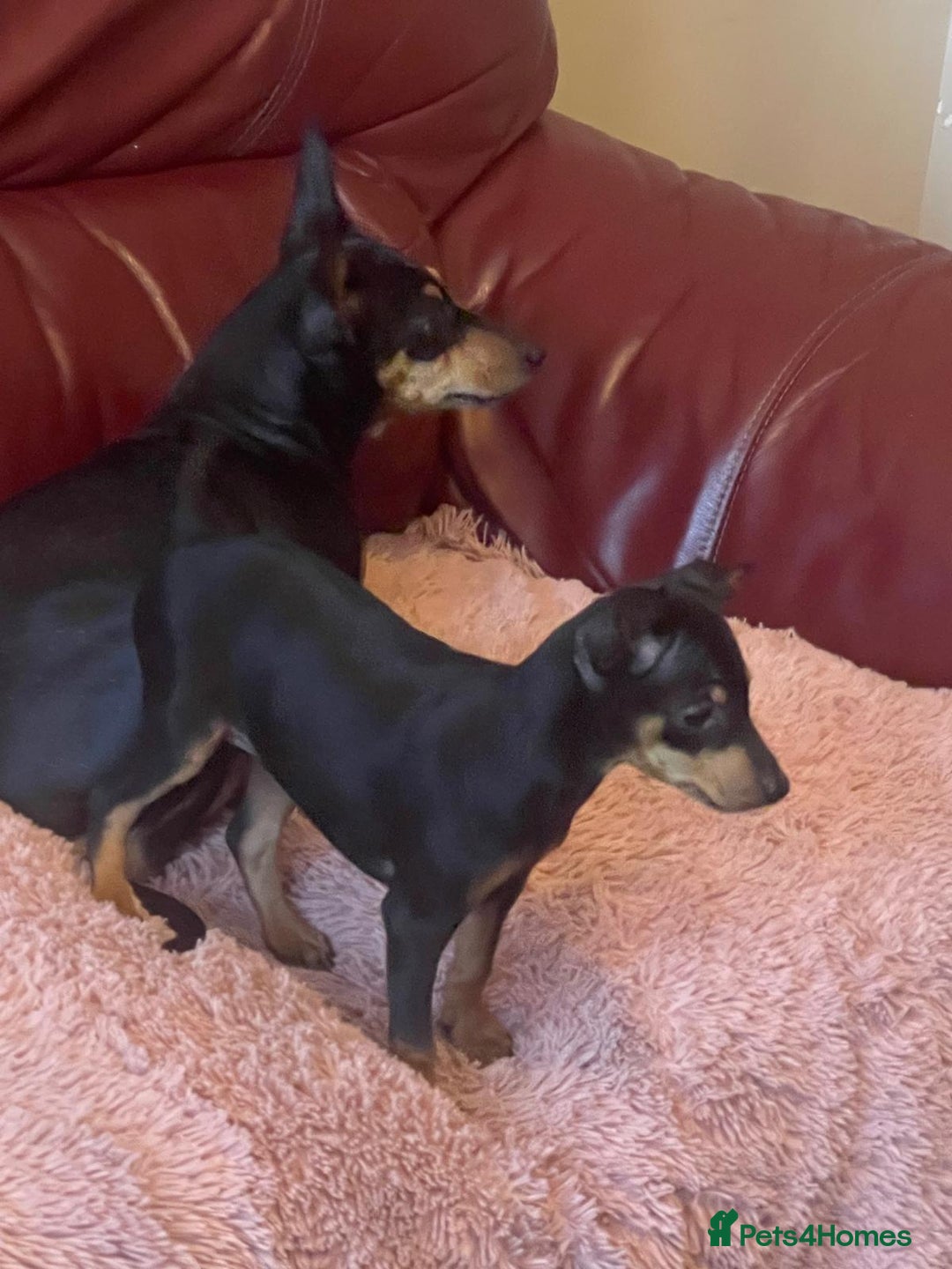 Miniature Pinscher dogs for sale: Beautiful Miniature Pinscher . - Advert 18