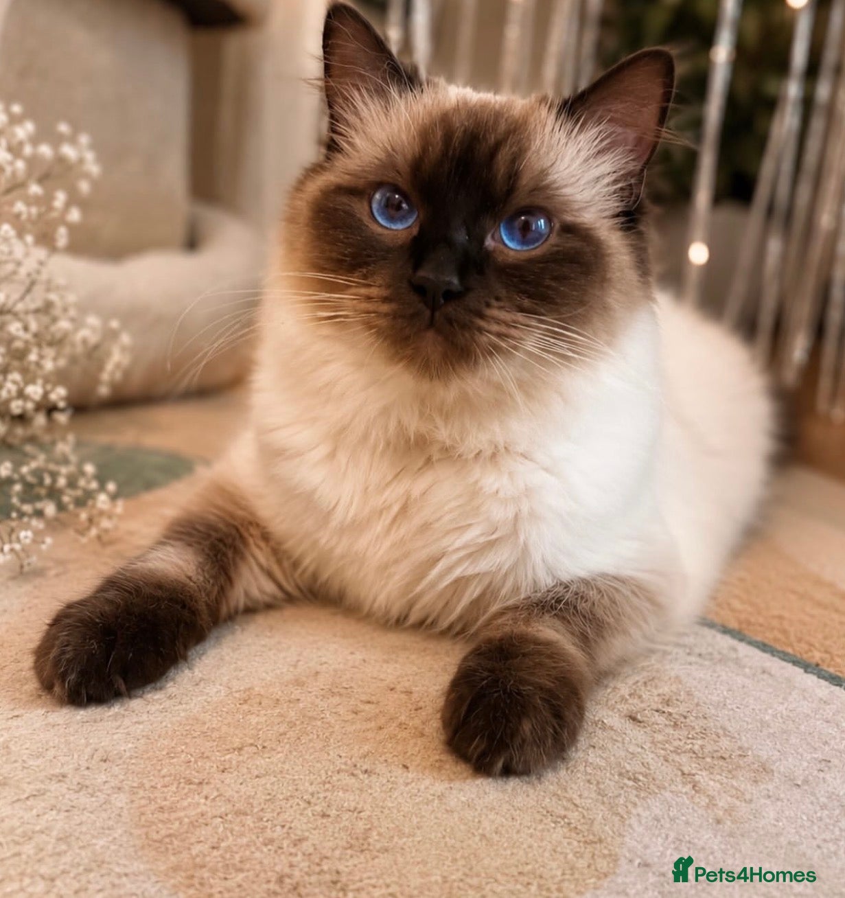 Ragcoon cats Beautiful Ragcoon kittens 🐾  - Advert 2