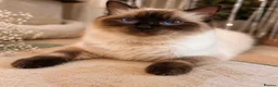 Ragcoon cats for sale: Beautiful Ragcoon kittens 🐾  - Advert 2