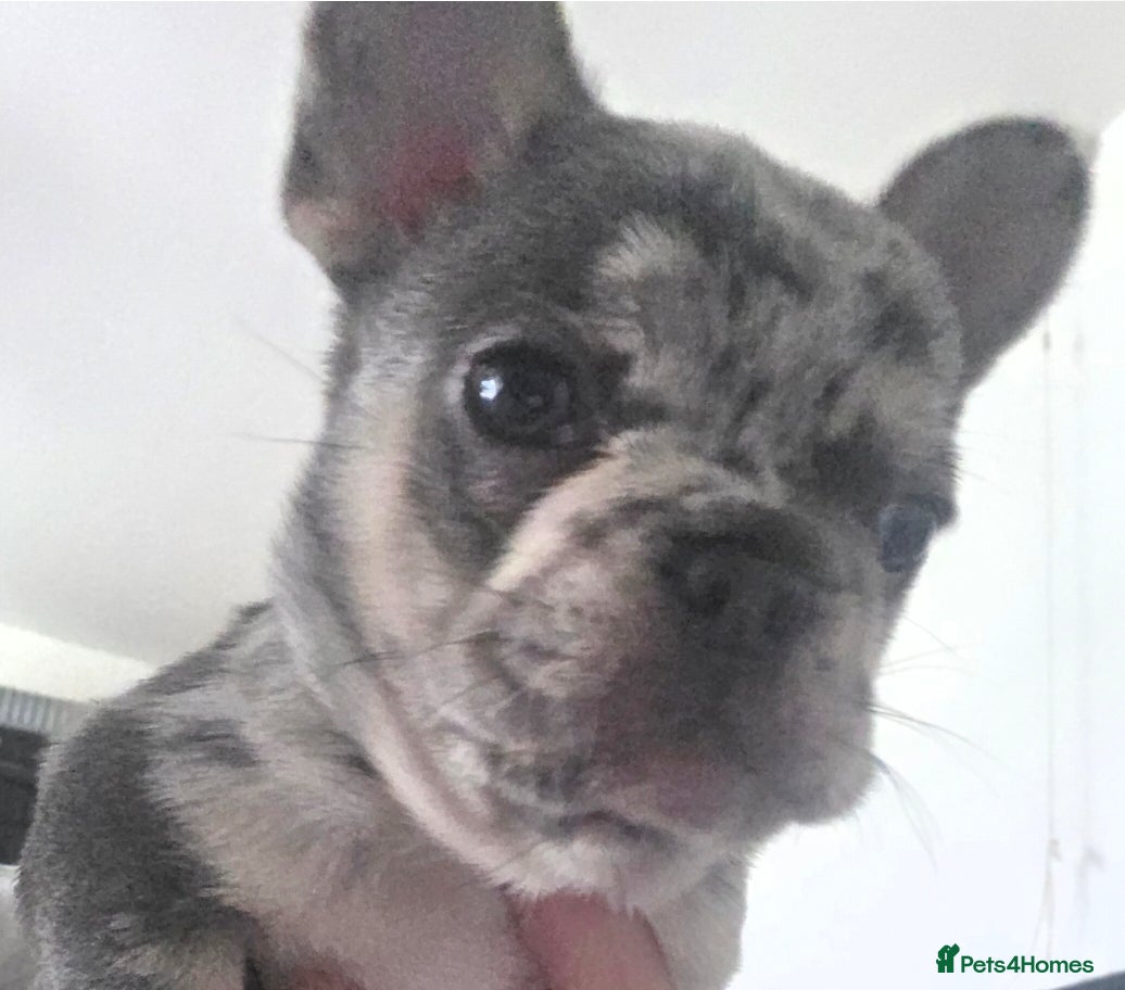 French Bulldog dogs Lilac merle french bulldogs  - Advert 16