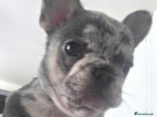 French Bulldog dogs Lilac merle french bulldogs - Advert 2