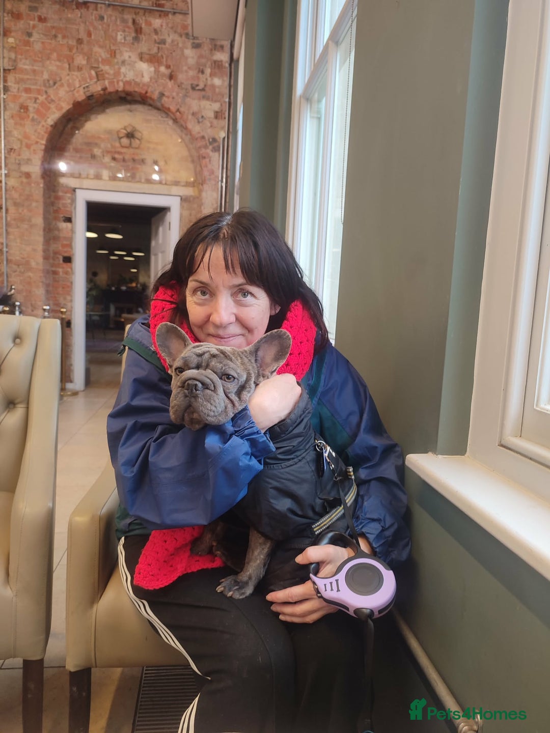 French Bulldog dogs for adoption: Super friendly Lola for adoption  - Advert 2