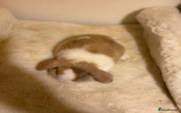 Mini Lop rabbits for sale: ✨ Beautiful harli split mini lop buck 👀 🏡  - Image 6