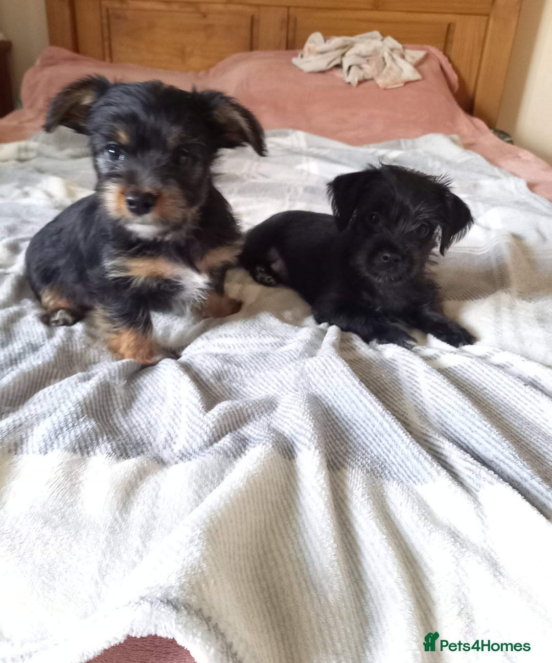 Mixed Breed dogs for sale: 💞 Beautiful Yorkie Russel Puppies 💞 - Image 21