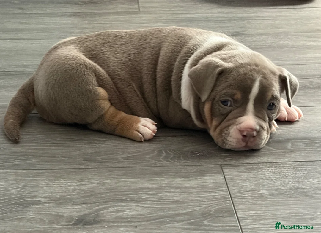 American Bully dogs for sale: ABKC champion Pocket bully - Advert 2